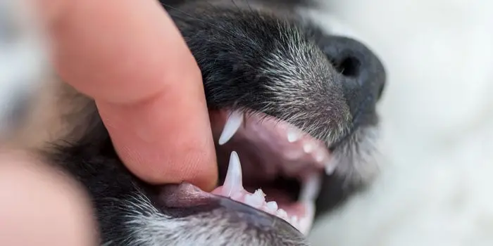 How to Get a Dog to Stop Nipping