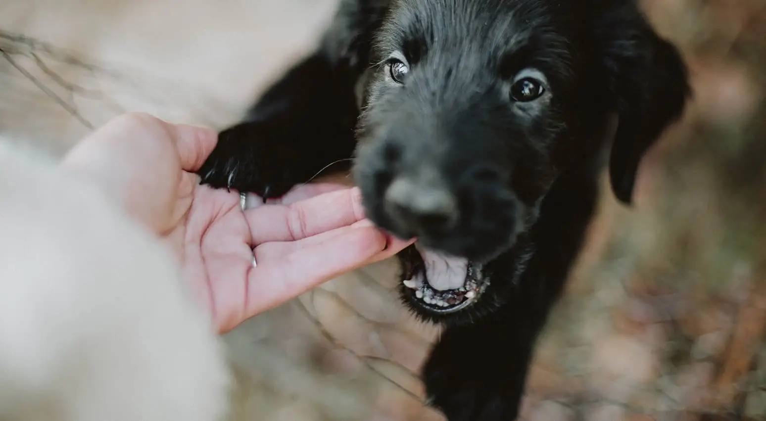 How to Get a Dog to Stop Nipping