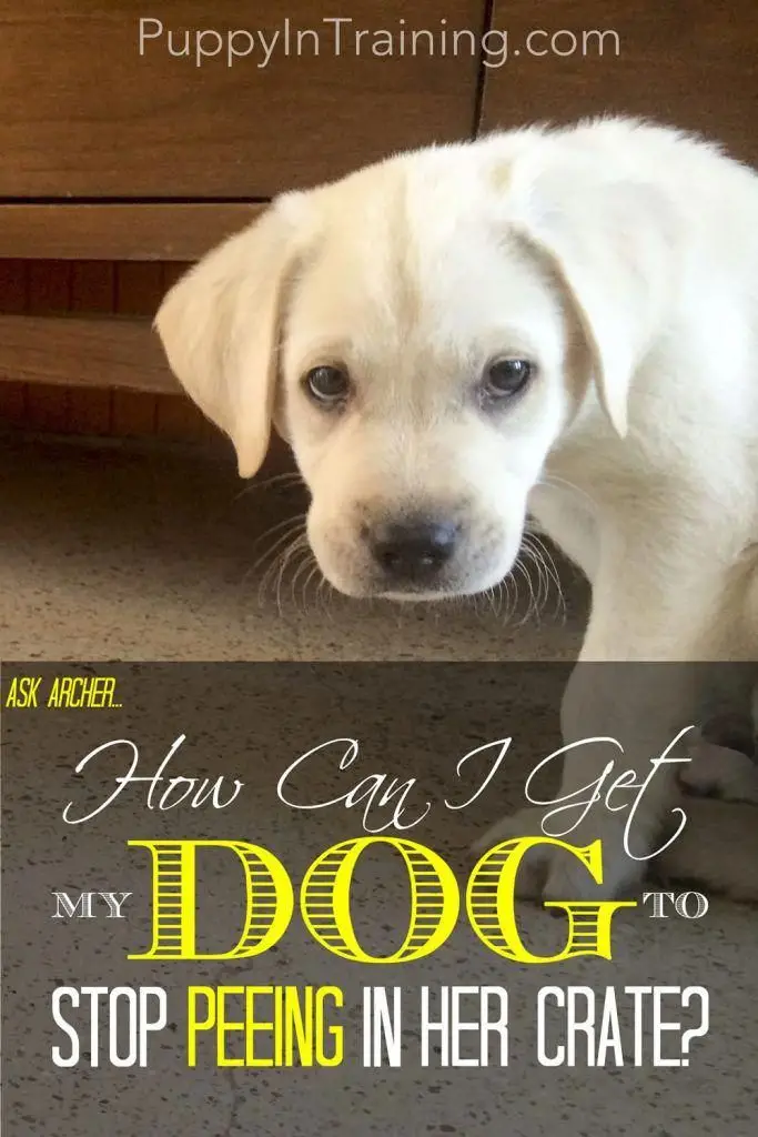 How to Get a Dog to Stop Nipping
