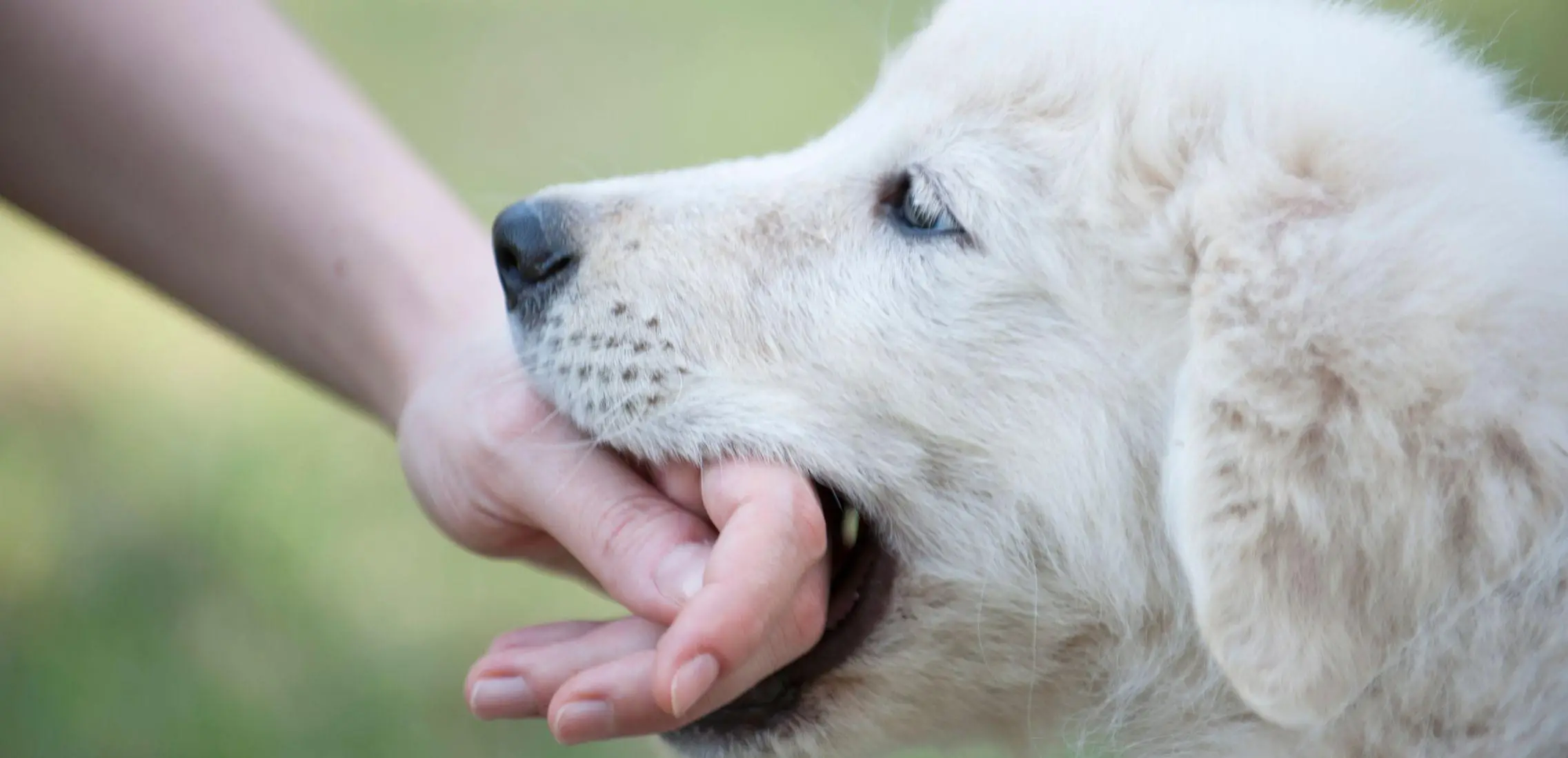 How to Get a Dog to Stop Nipping