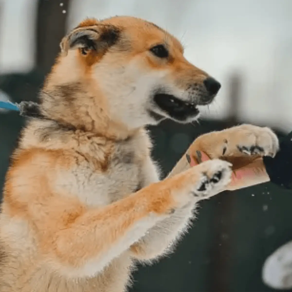 How to Get a Dog to Stop Nipping