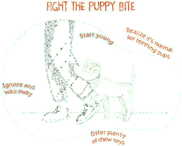 How to Get a Dog to Stop Nipping