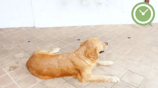 How to Teach a Dog to Lie Down