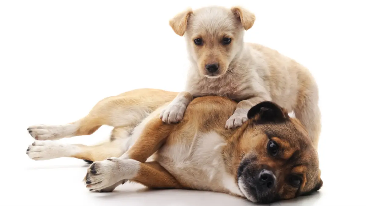 How to Teach a Dog to Lie Down