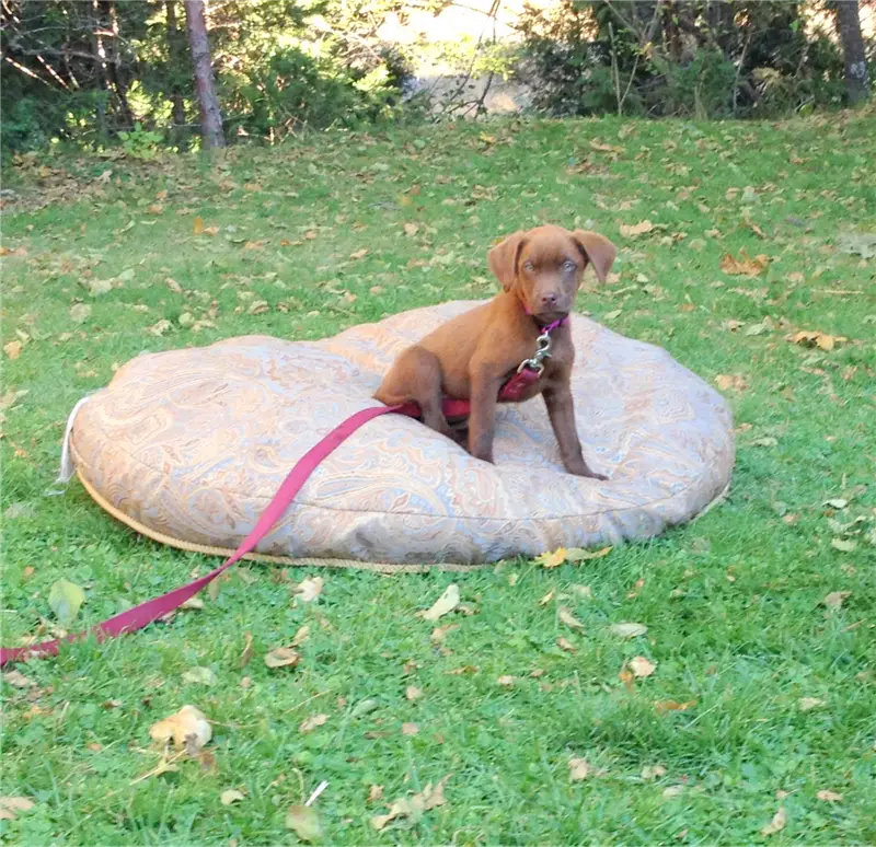 How to Teach a Dog to Lie Down