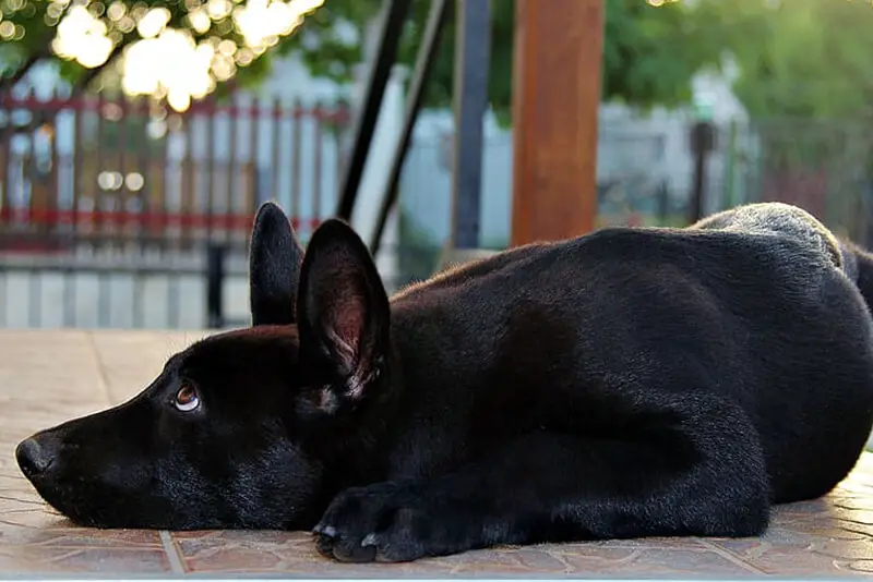 How to Teach a Dog to Lie Down