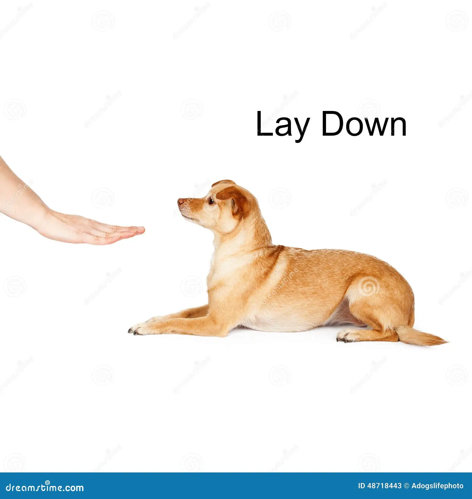 How to Teach a Dog to Lie Down