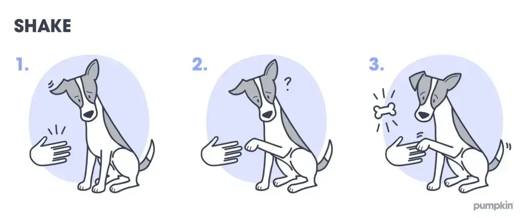 How to Teach a Dog to Lie Down