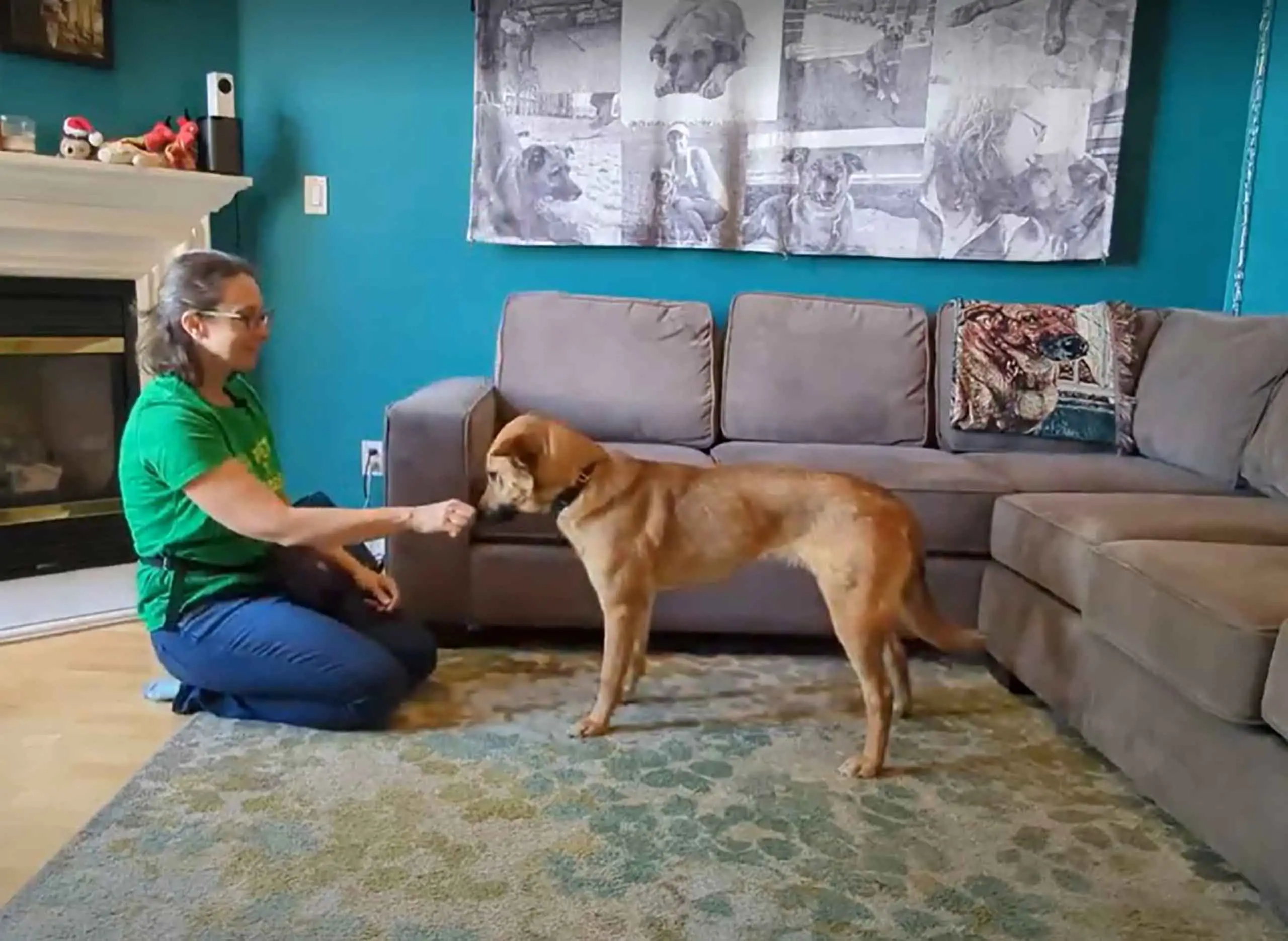 How to Teach a Dog to Lie Down