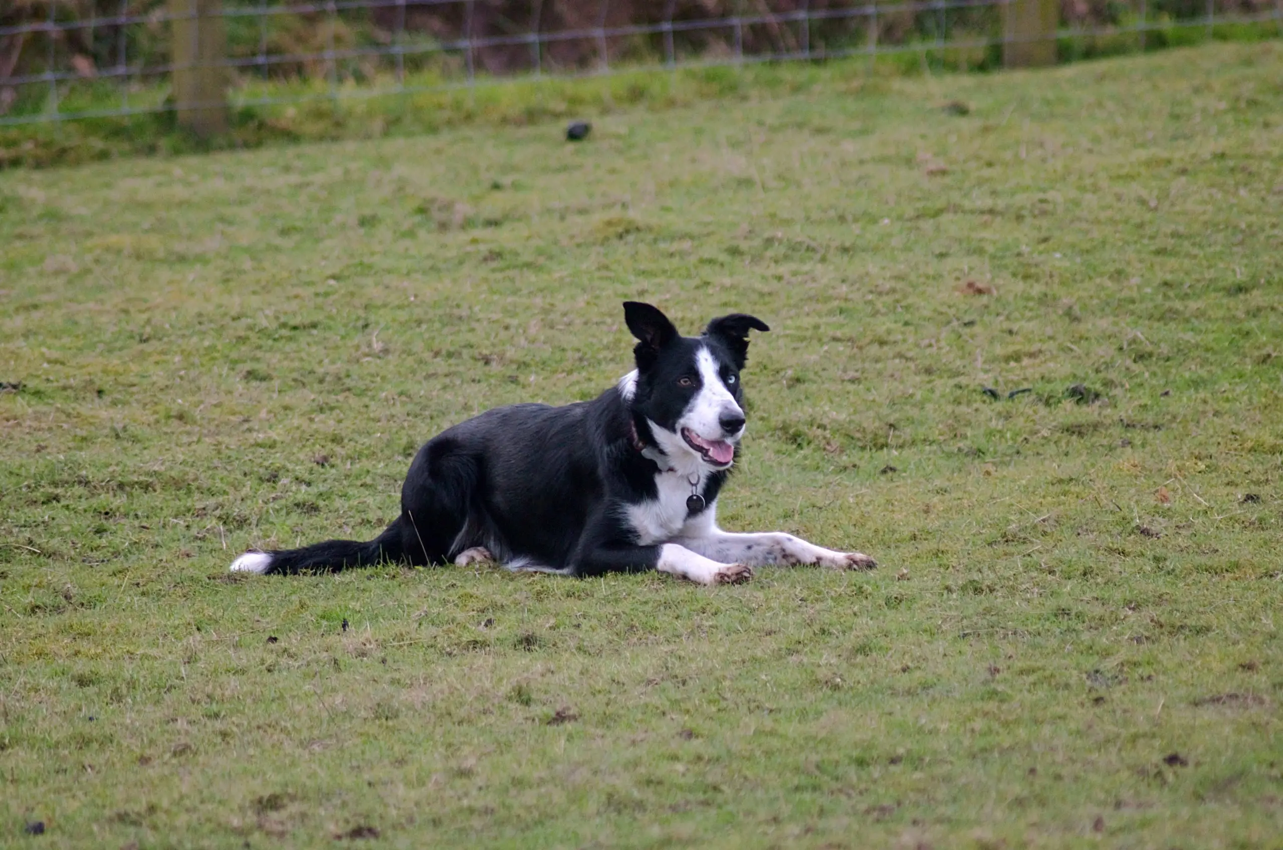 How to Teach a Dog to Lie Down