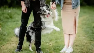 How to Get Dog from Jumping on People