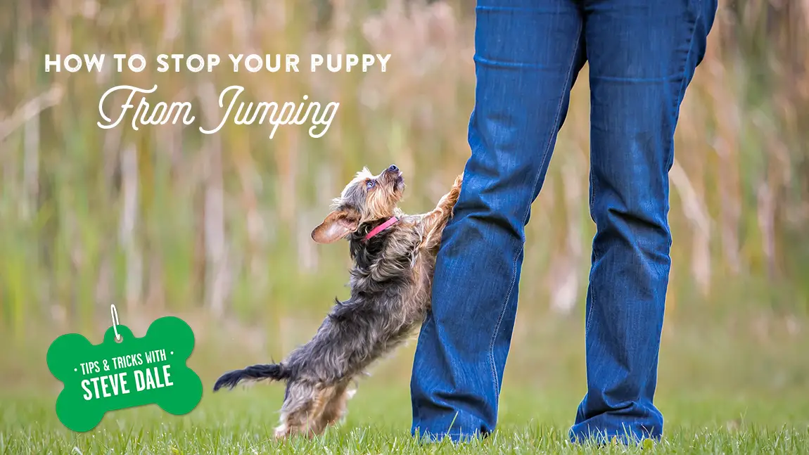 How to Get Dog from Jumping on People