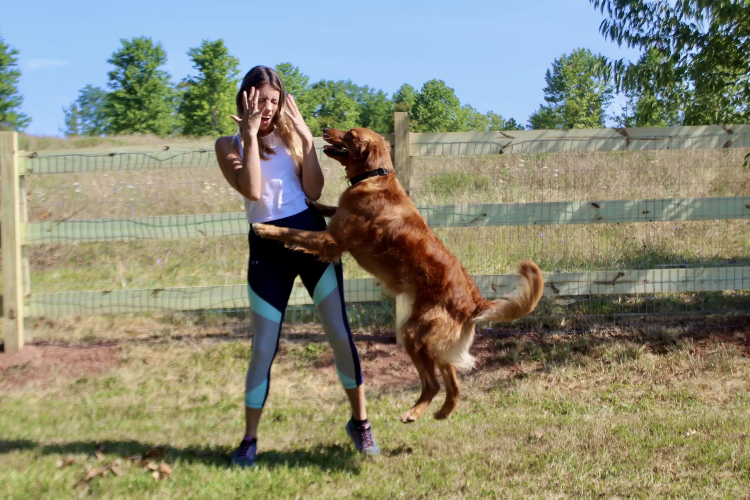 How to Get Dog from Jumping on People