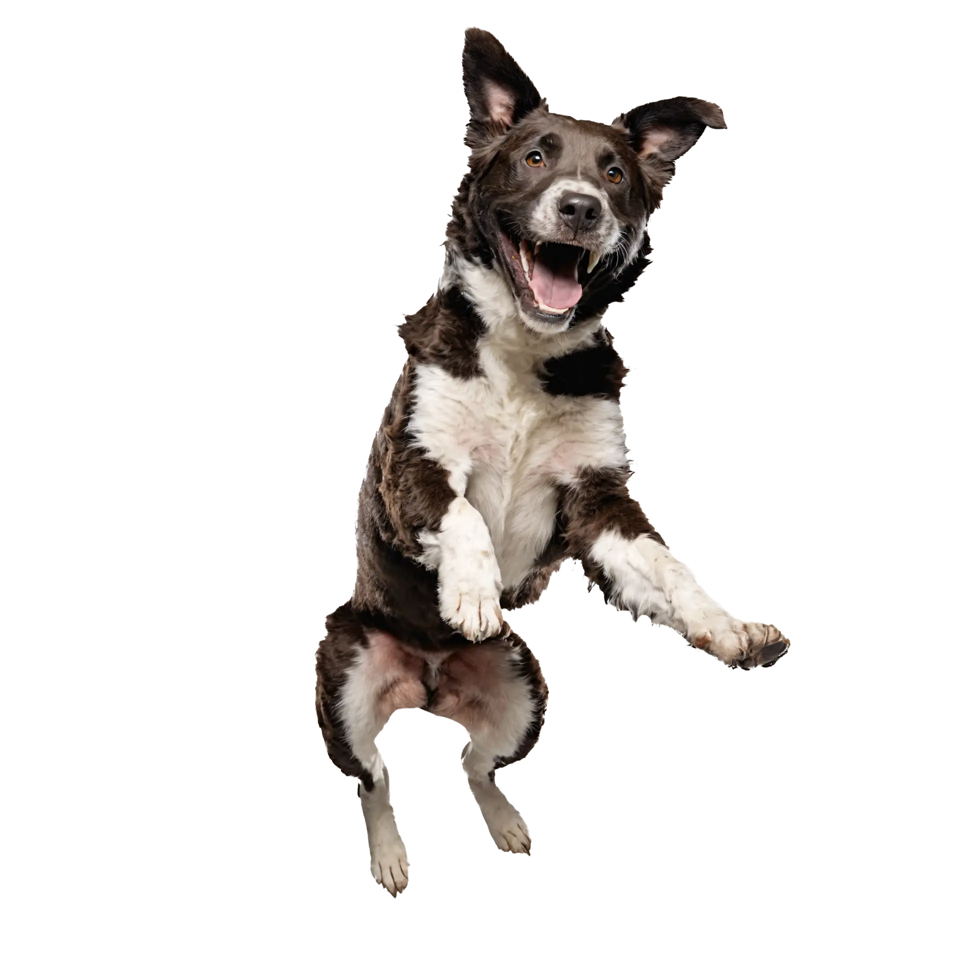 How to Get Dog from Jumping on People