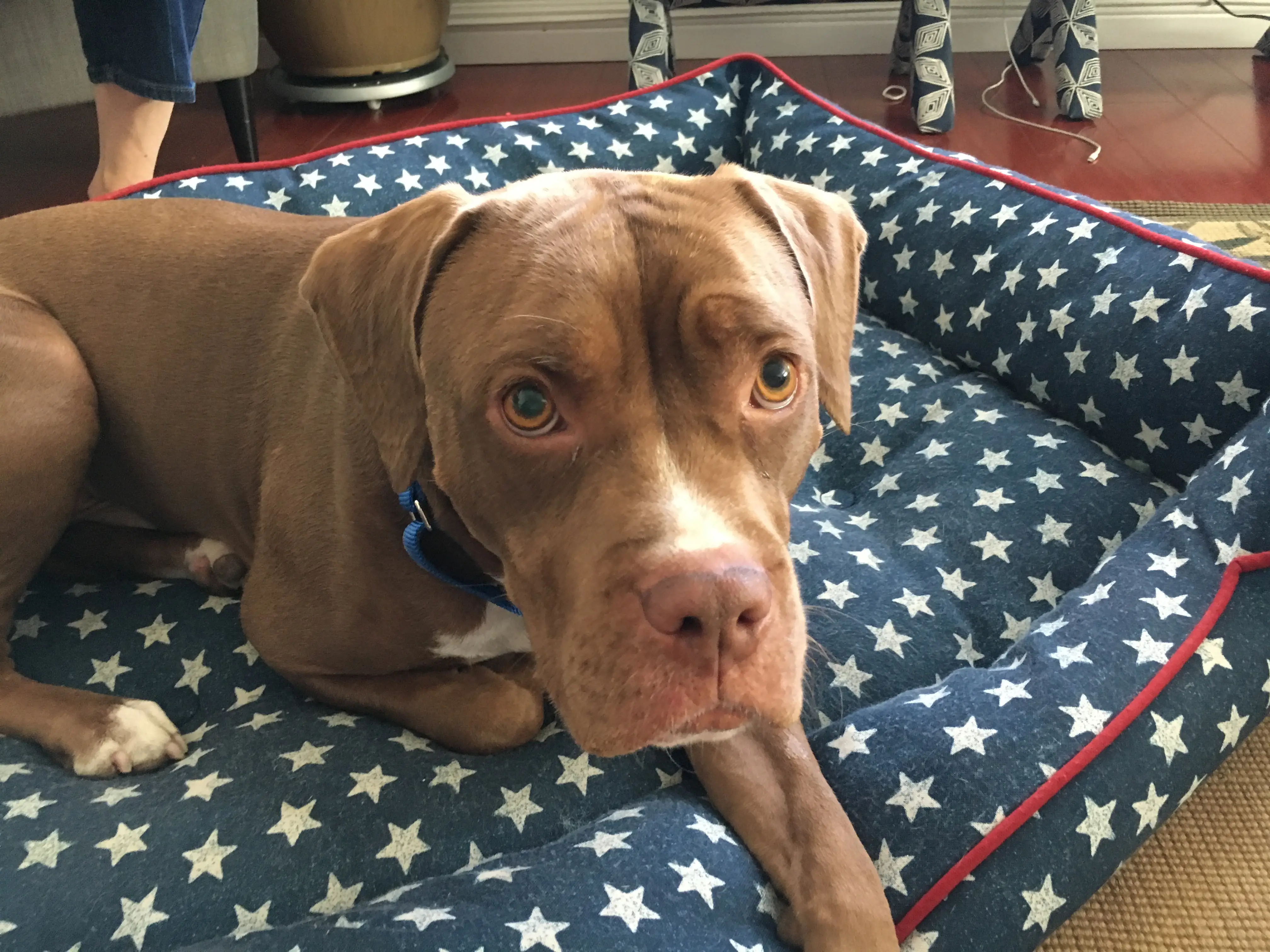 How to Get Dog from Jumping on People