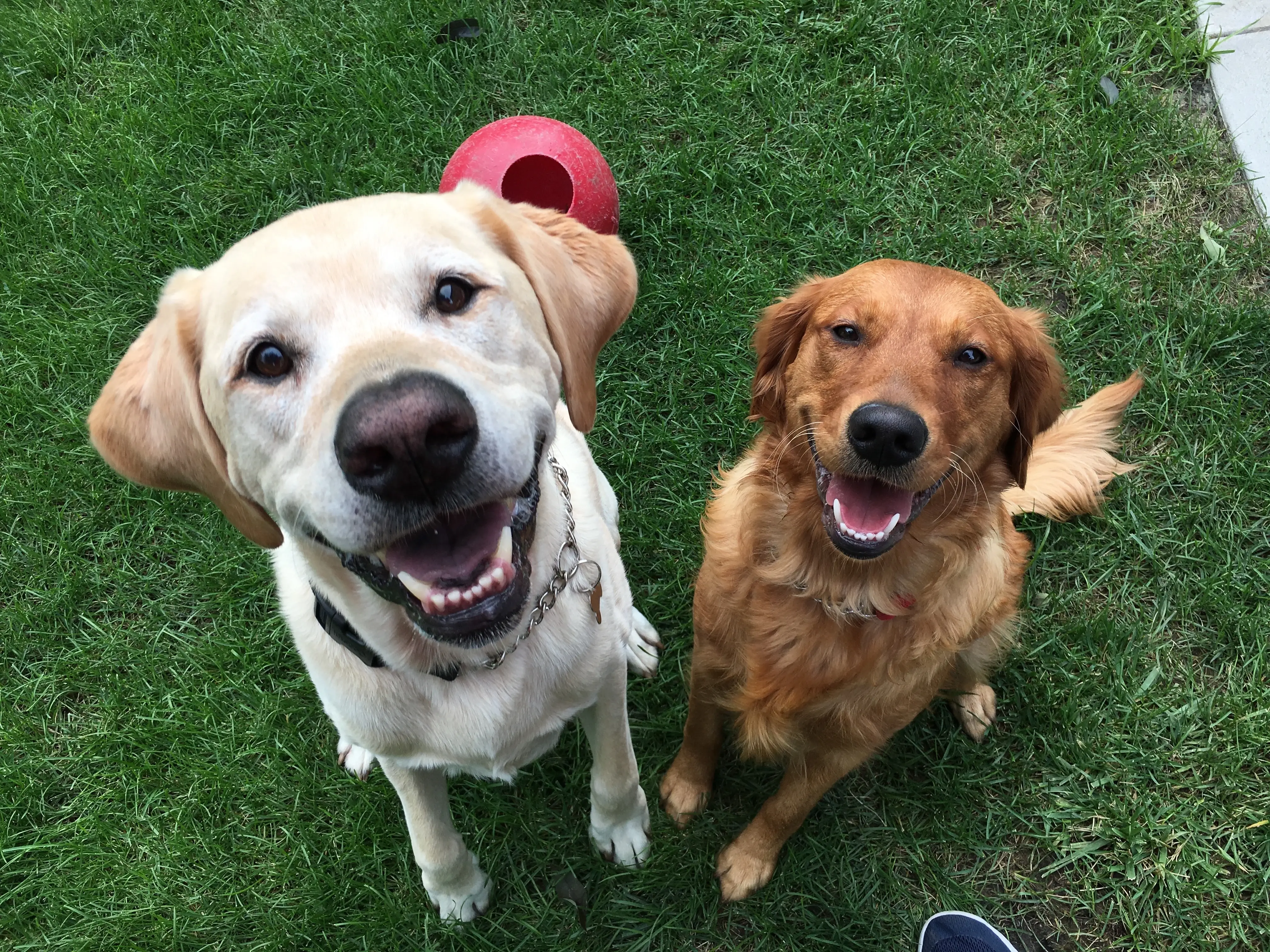 How to Get Dog from Jumping on People