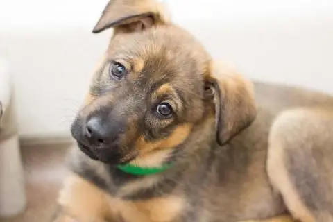 How to Crate Train Your Puppy in 3 Days