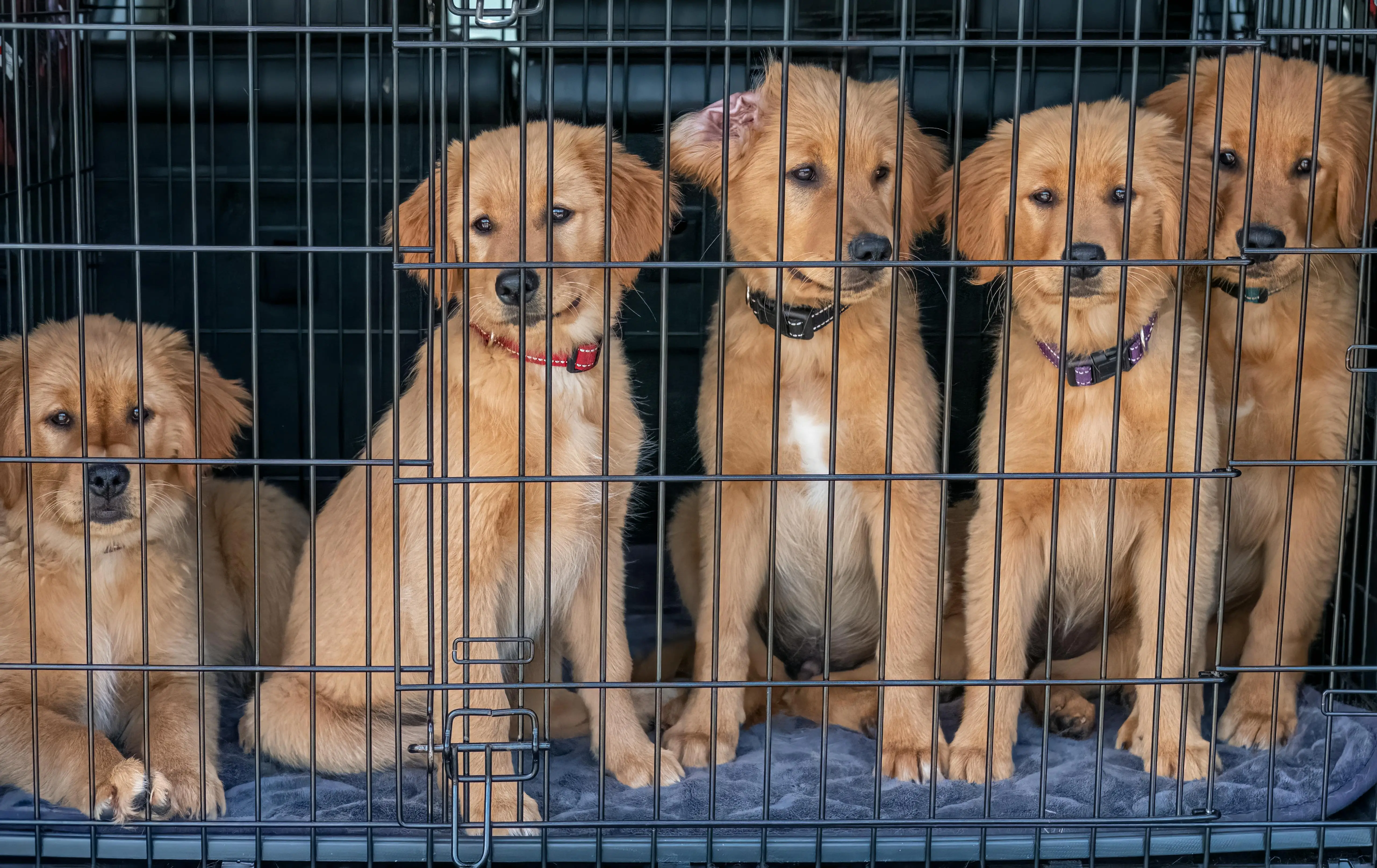 How to Crate Train Your Puppy in 3 Days
