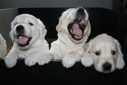 How to Get a Dog to Stop Whining