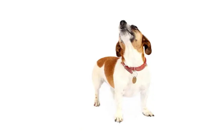 How to Get a Dog to Stop Whining