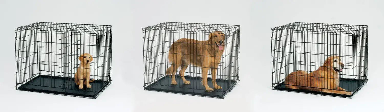 How Long Can a Puppy Stay in the Crate?