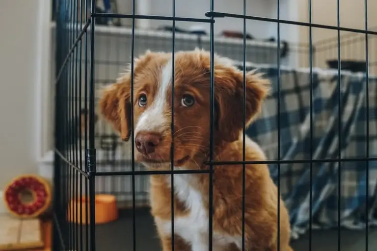 How Long Can a Puppy Stay in the Crate?