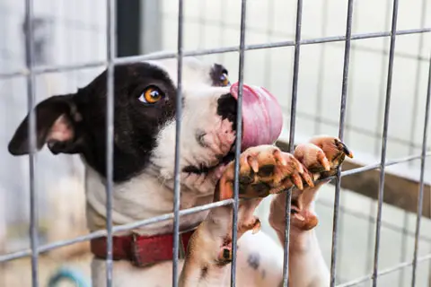 How Long Can a Puppy Stay in the Crate?
