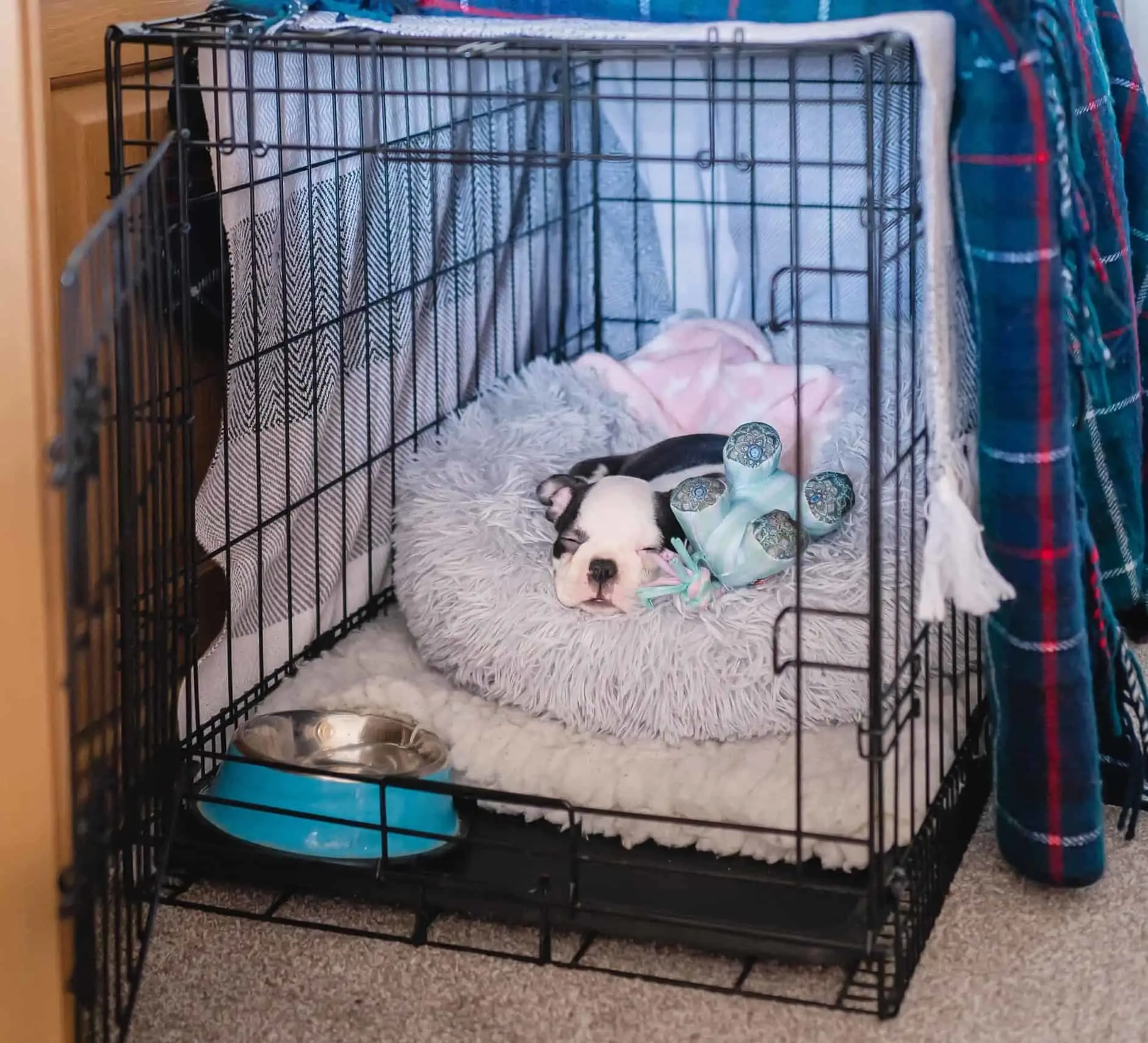 How Long Can a Puppy Stay in the Crate?