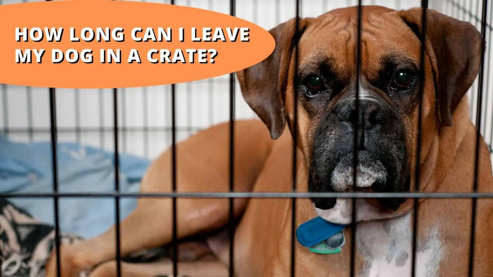 How Long Can a Puppy Stay in the Crate?