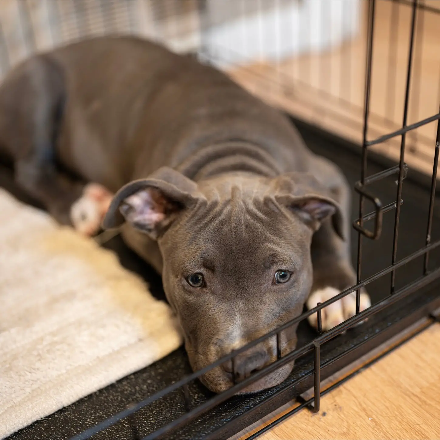 How Long Can a Puppy Stay in the Crate?