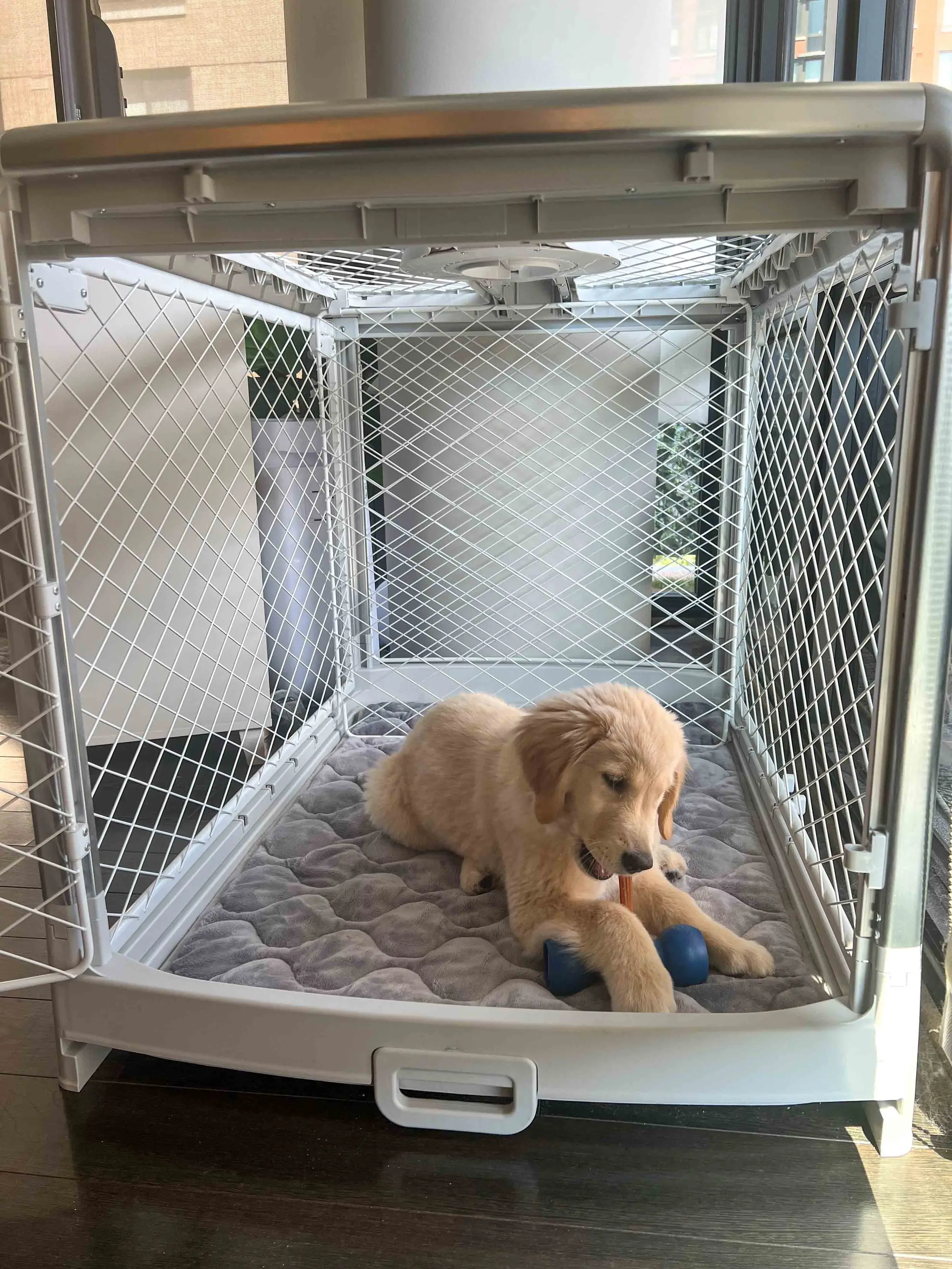 How Long Can a Puppy Stay in the Crate?