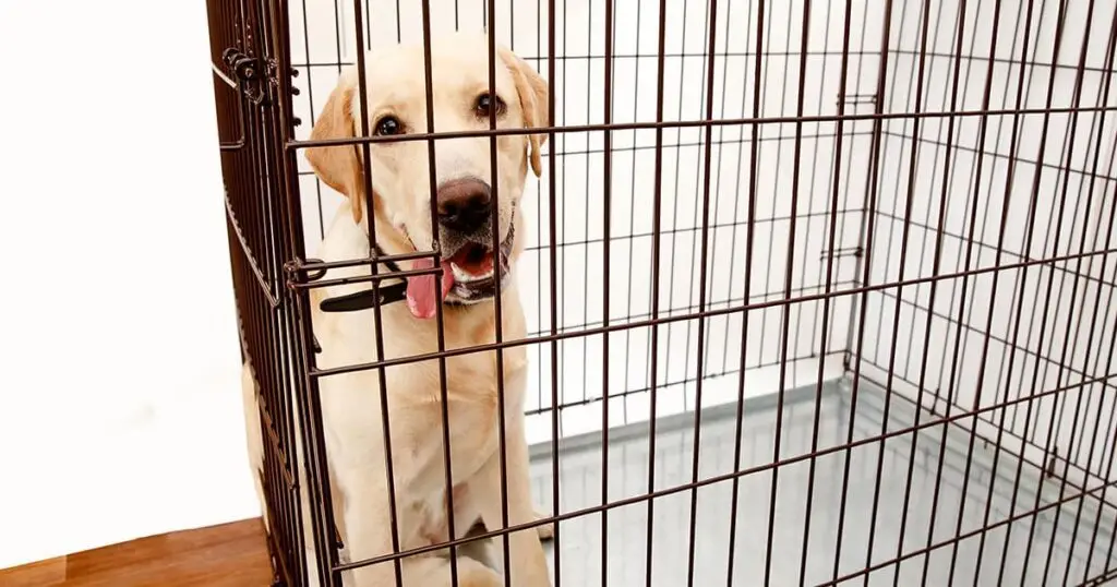How Long Can a Puppy Stay in the Crate?