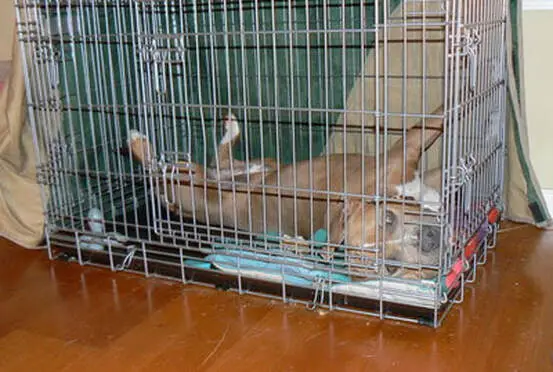 How Long Can a Dog Stay in a Crate?