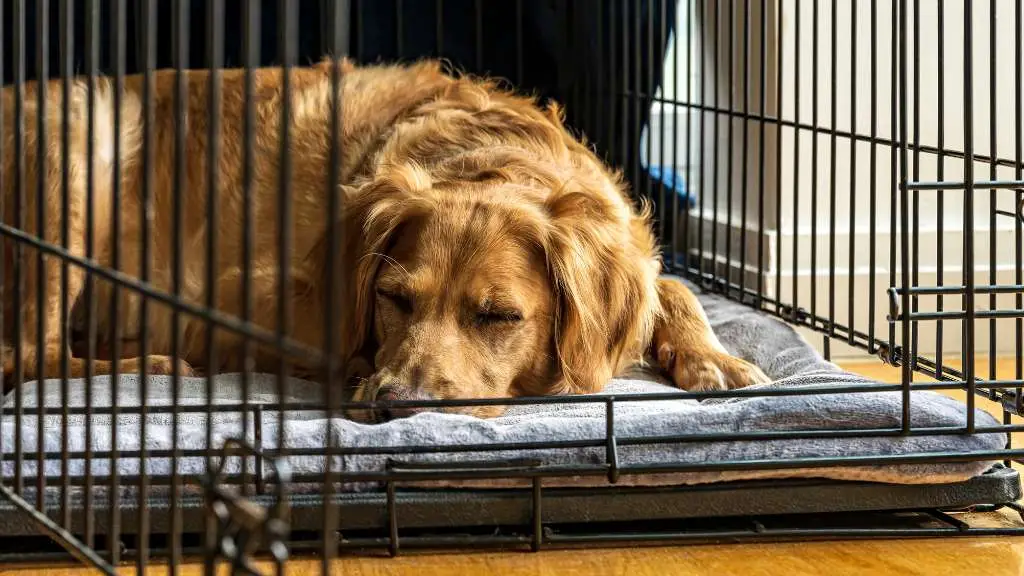 How Long Can a Dog Stay in a Crate?