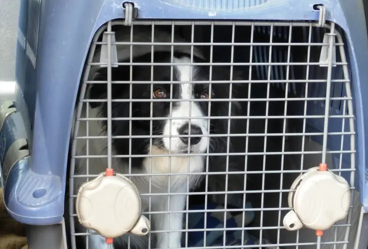 How Long Can a Dog Stay in a Crate?