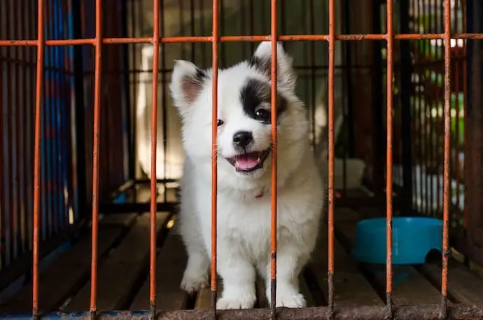 How Long Can a Dog Stay in a Crate?