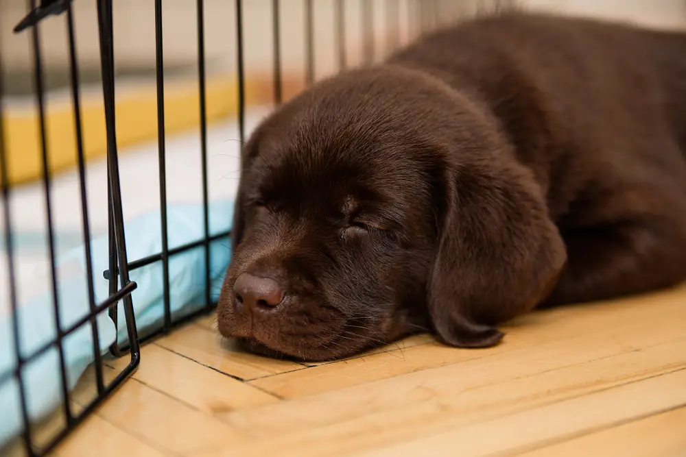 How Long Can a Dog Stay in a Crate?