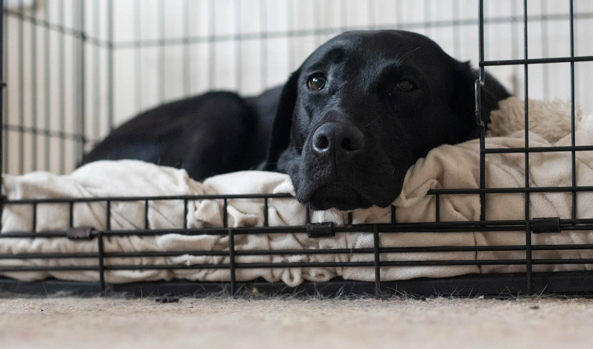 How Long Can a Dog Stay in a Crate?