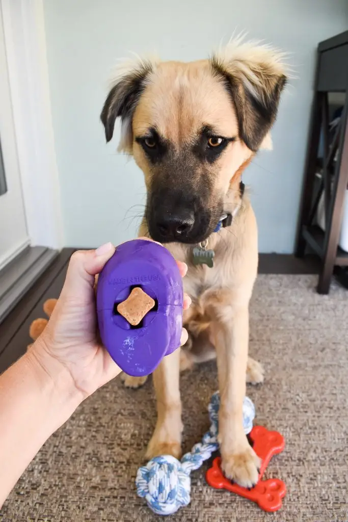 Dog Subscription Box for Heavy Chewers