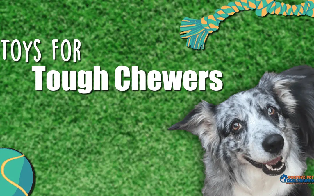 Dog Subscription Box for Heavy Chewers