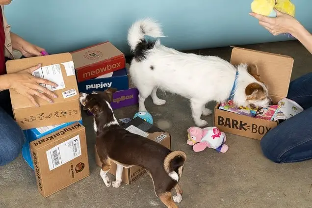 Dog Subscription Box for Heavy Chewers