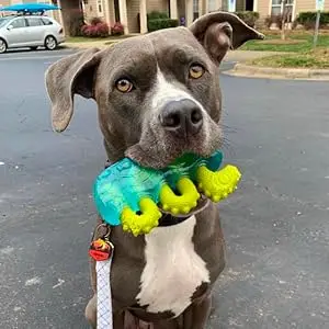 Dog Subscription Box for Heavy Chewers