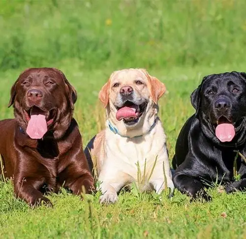 Labrador Retriever Gifts for Dog Lovers