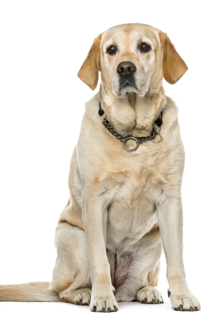 Labrador Retriever Gifts for Dog Lovers