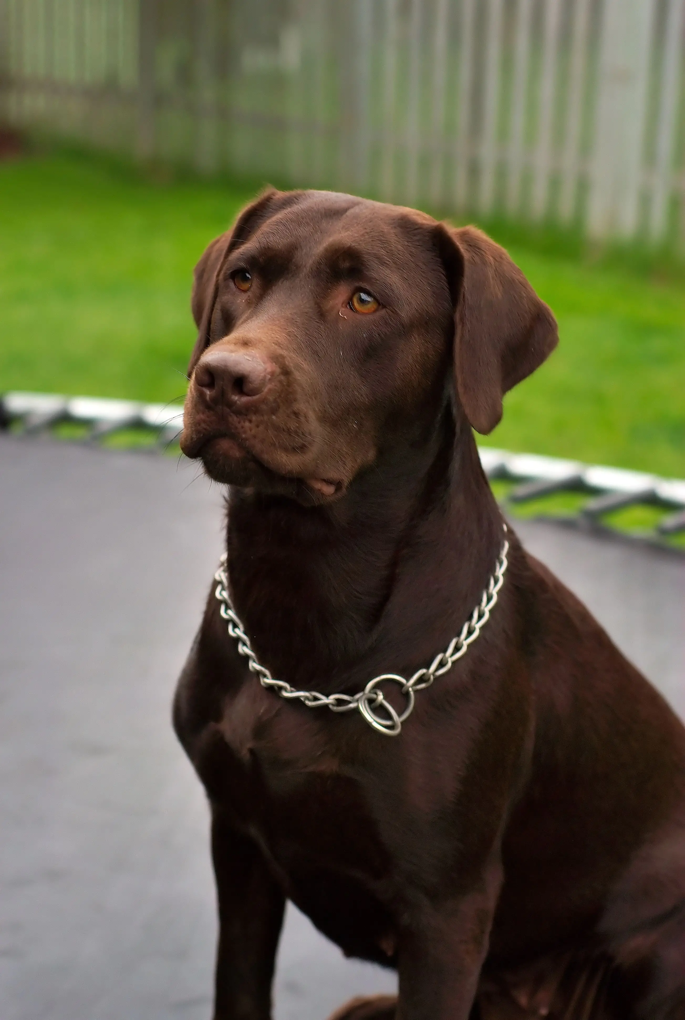 Labrador Retriever Gifts for Dog Lovers