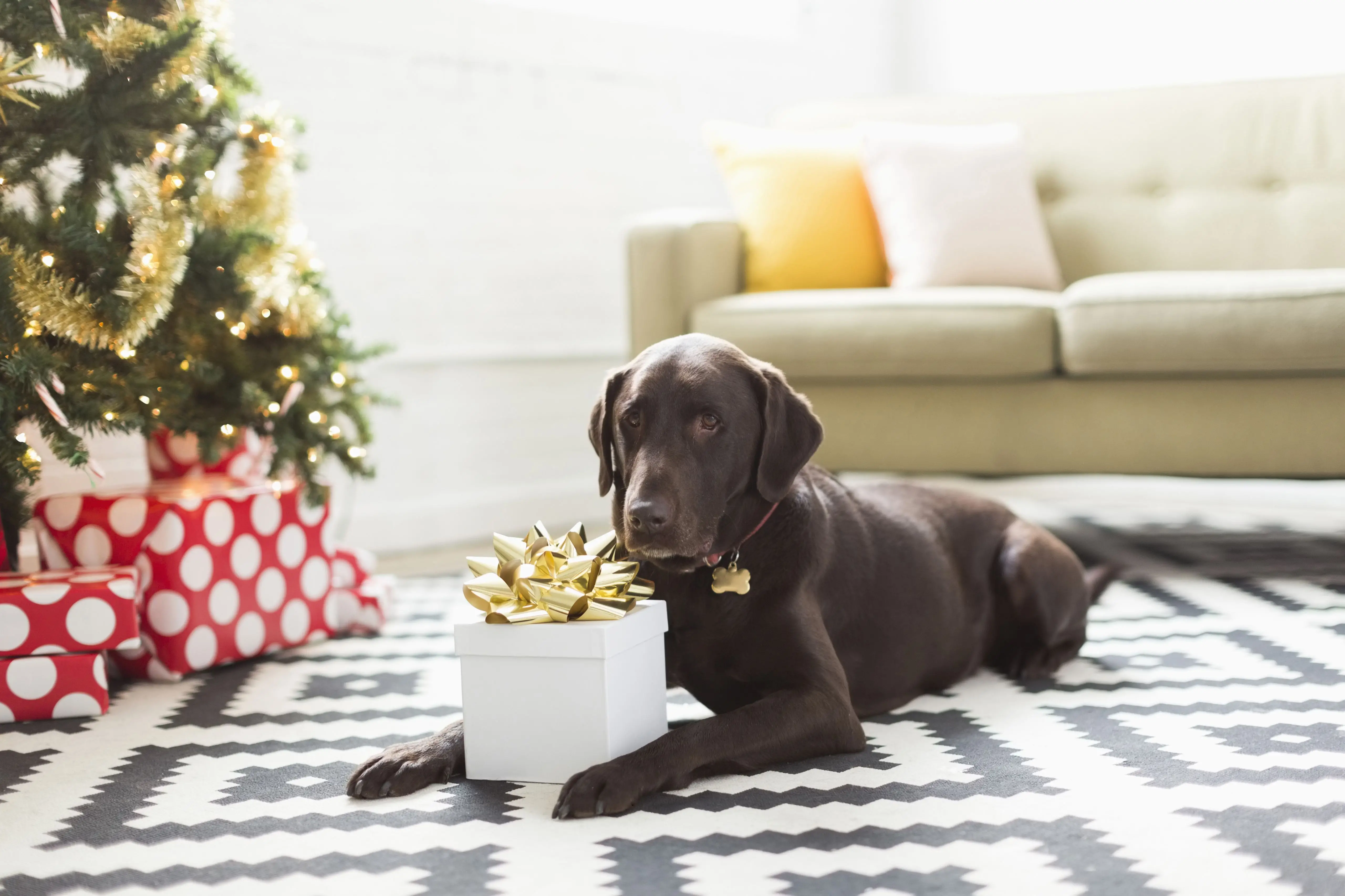 Labrador Retriever Gifts for Dog Lovers