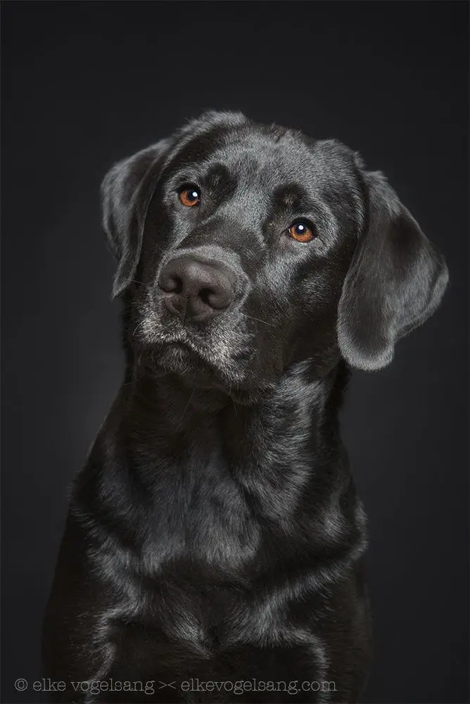 Labrador Retriever Gifts for Dog Lovers