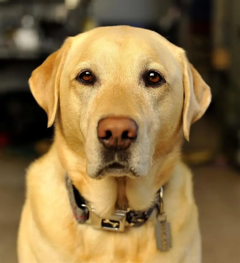 Labrador Retriever Gifts for Dog Lovers