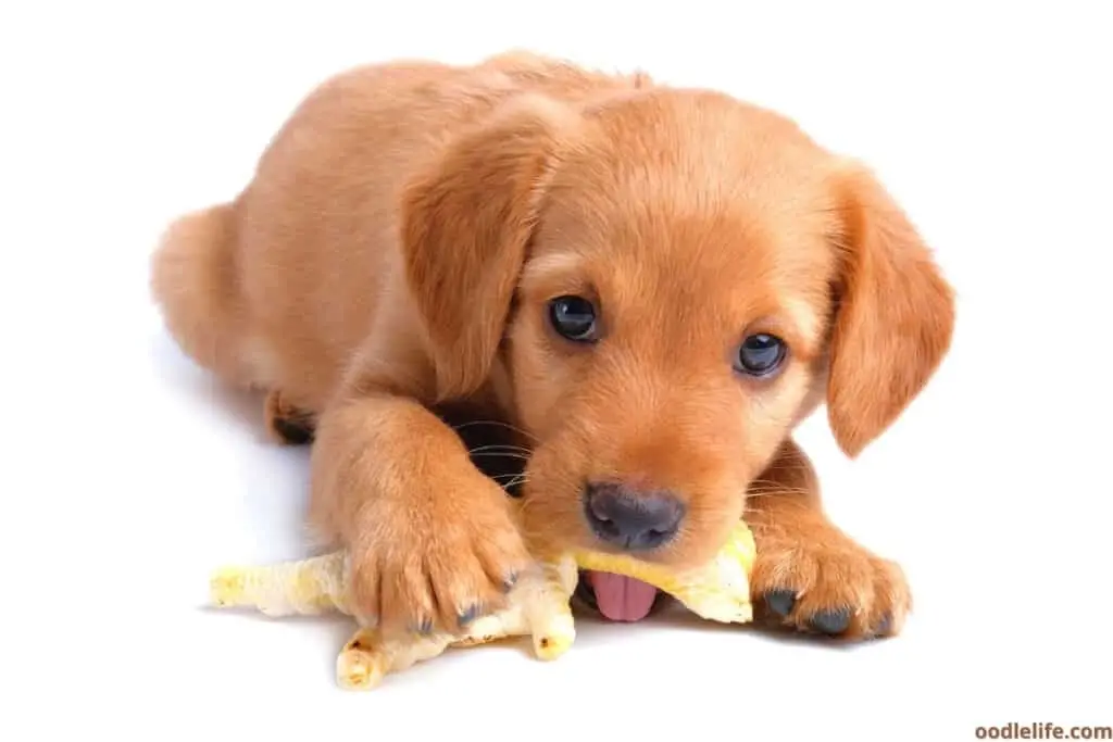 What to Do If a Dog Eats Chicken Bones