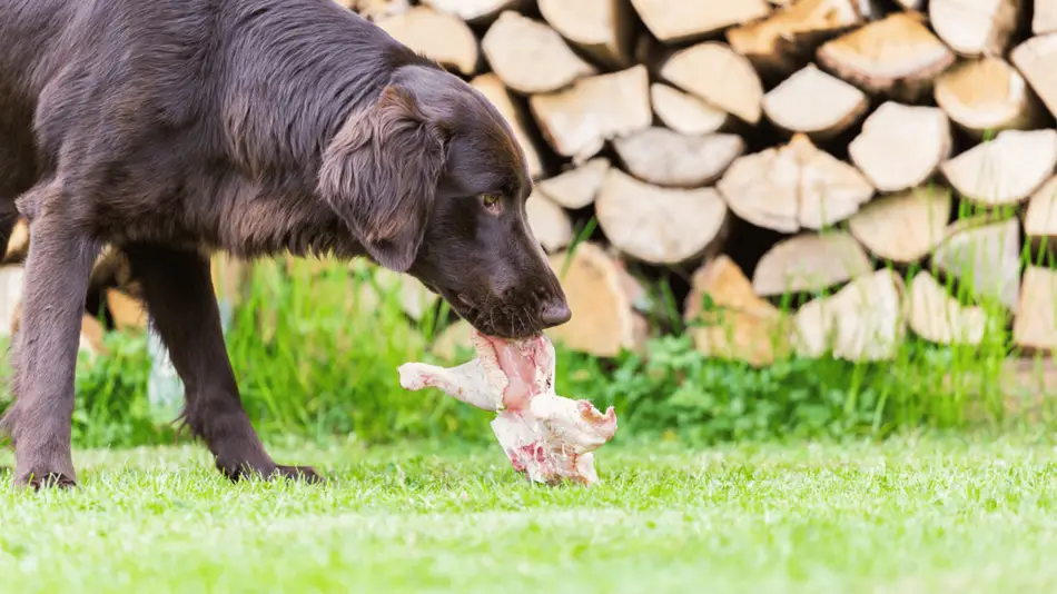 What to Do If a Dog Eats Chicken Bones